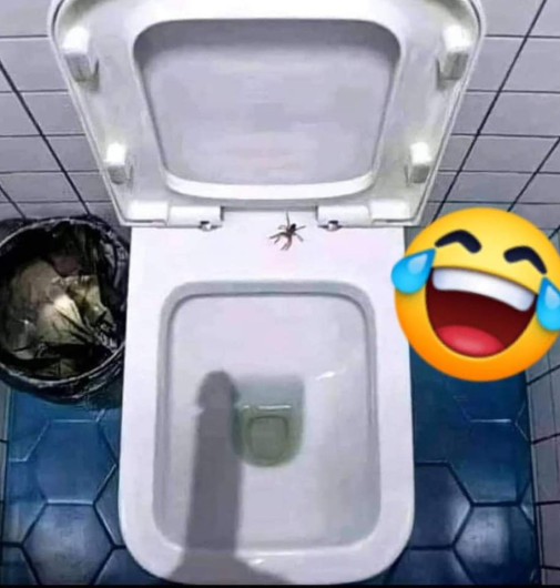 Foto pavúka